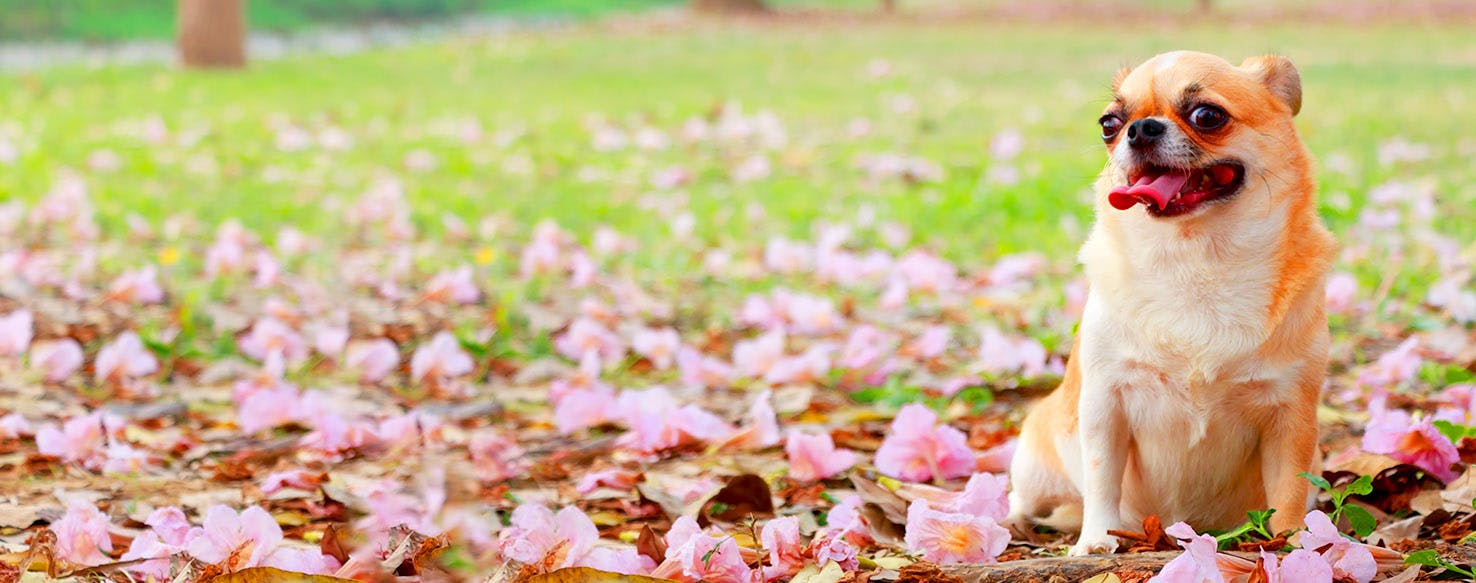 Lucifer Dog Names Popular Male and Female Names Wag!